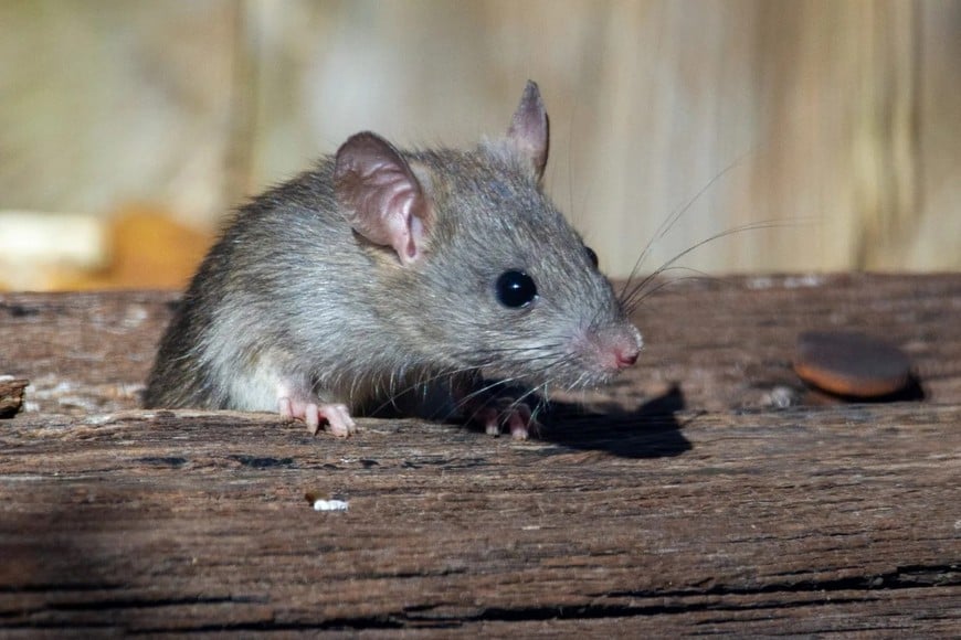 Los roedores (ratas), principales “transmisores” de la leptospirosis. Archivo