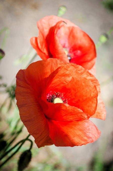 Red poppies in flowering season against the blue sky