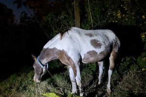 La yegua preñada quedó bajo custodia policial. Foto: El Litoral