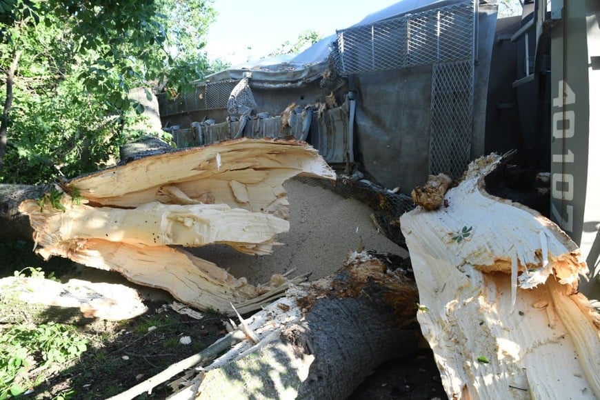 Uno de los vagones derribó un árbol y afectó el tendido eléctrico en la zona del accidente. Créditos: Flavio Raina
