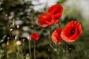 Poppy flower on the field on a summer day. Flowers background