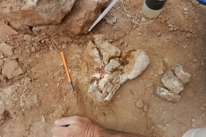 Los fósiles de Rinconraptor pipoae fueron encontrados en Cerro Overo, Neuquén.