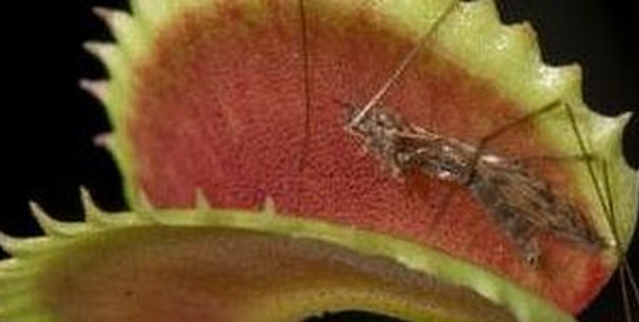 Proponen cultivar plantas carnívoras para combatir el dengue