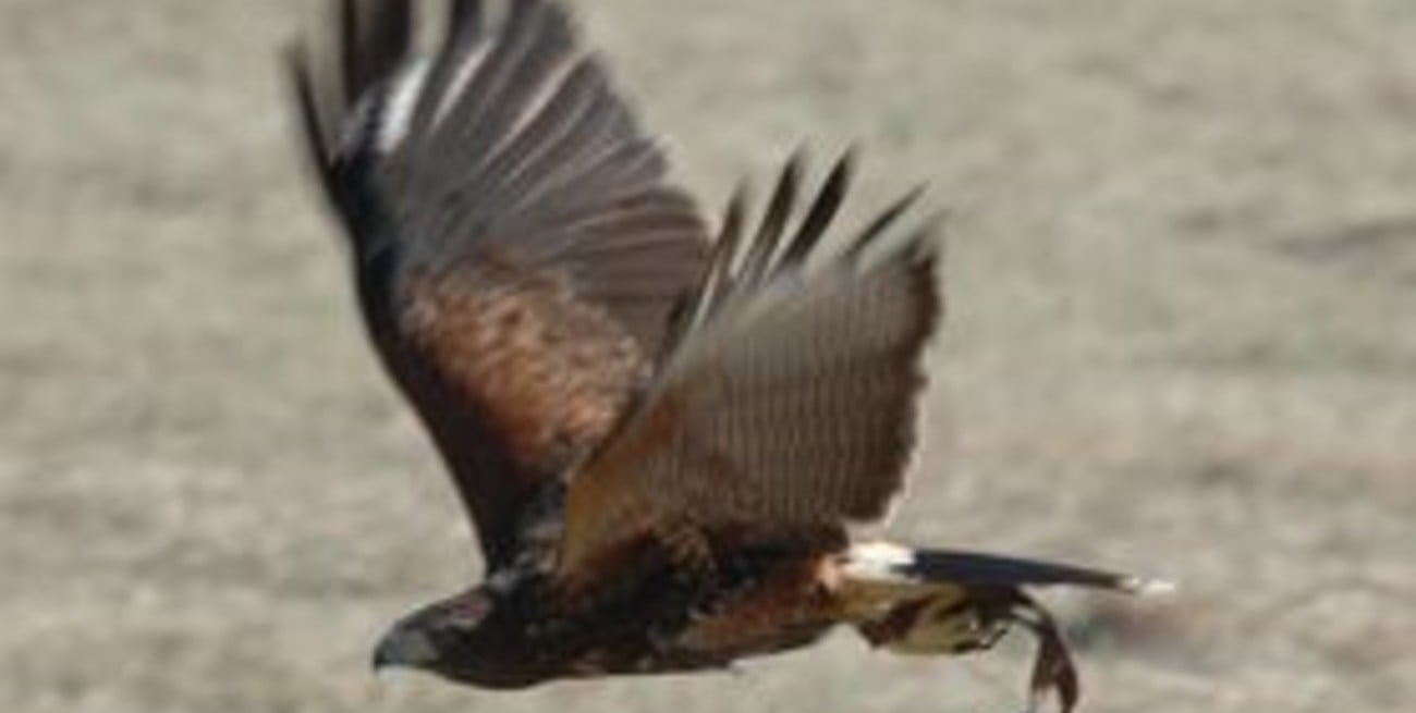 Control ecológico de aves frente al Palacio municipal