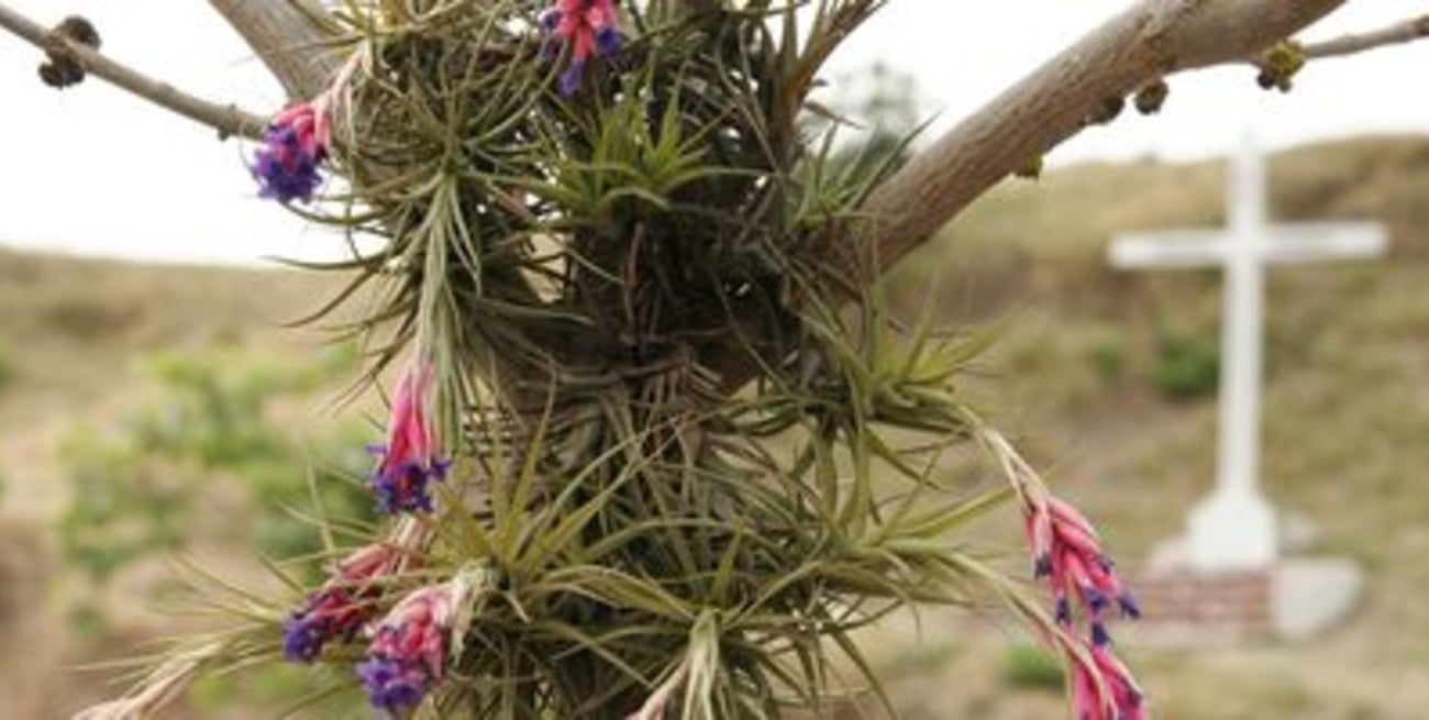 El clavel del aire no seca los árboles