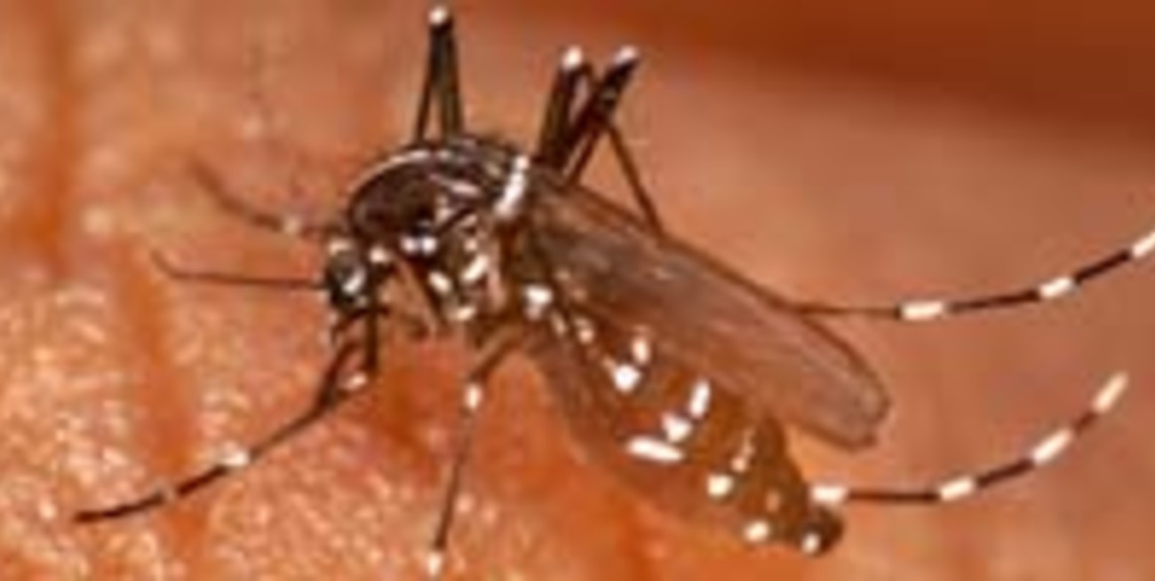 Dengue: polémica por el impacto de la epidemia