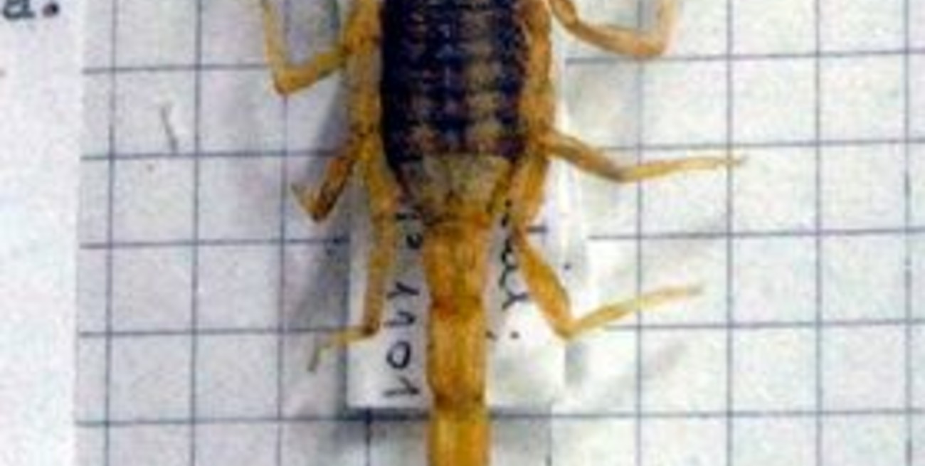 Cómo cuidarnos de los alacranes