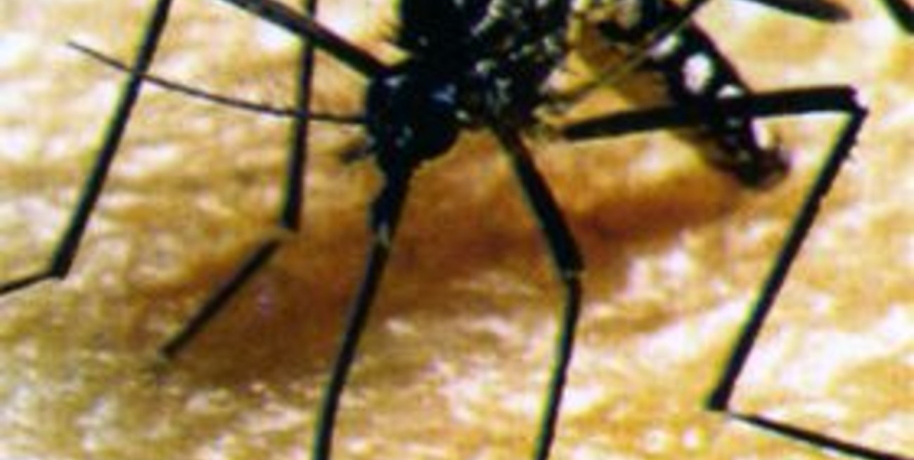 Intensifican acciones para controlar el dengue