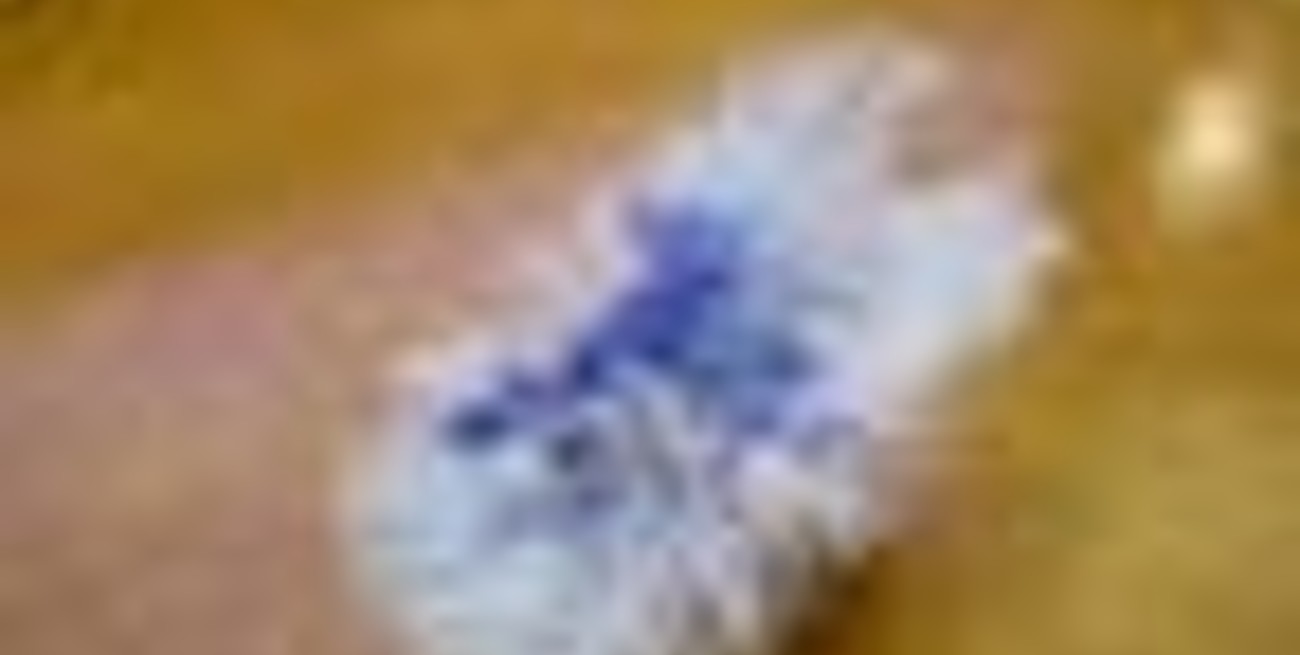 Subastaron artículos tirados al cesto por Paris Hilton