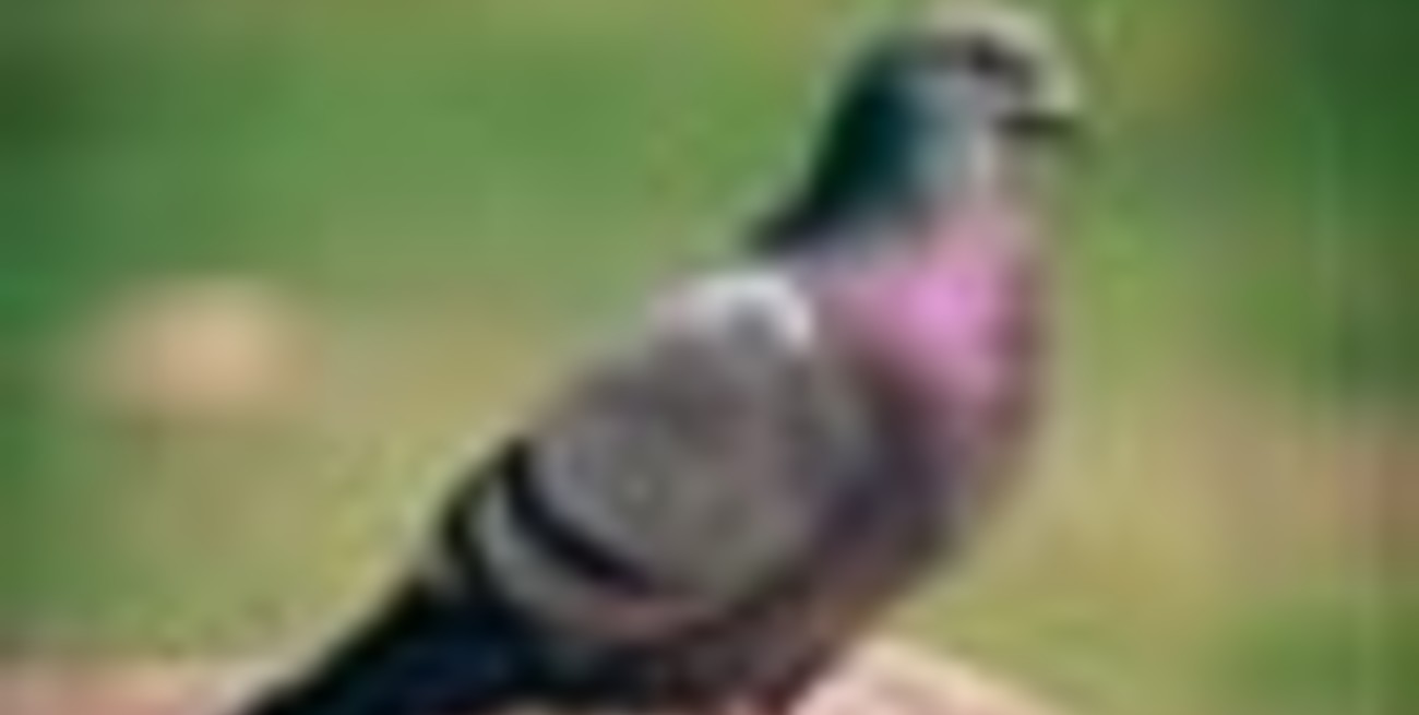 Cobró una fortuna por pisar caca de paloma y resbalar