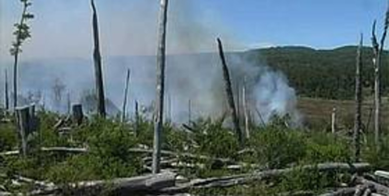 Los incendios forestales ya consumieron más de 600 hectáreas