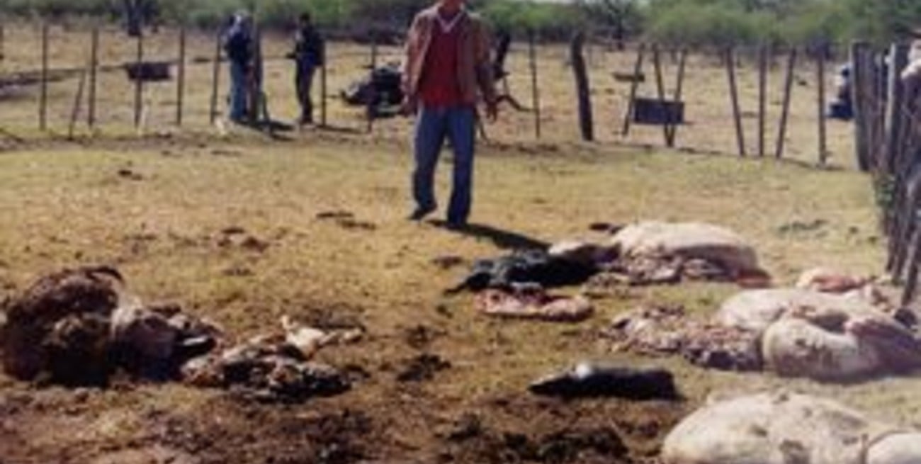 Un productor denunció la faena y robo de cuatro vacas preñadas