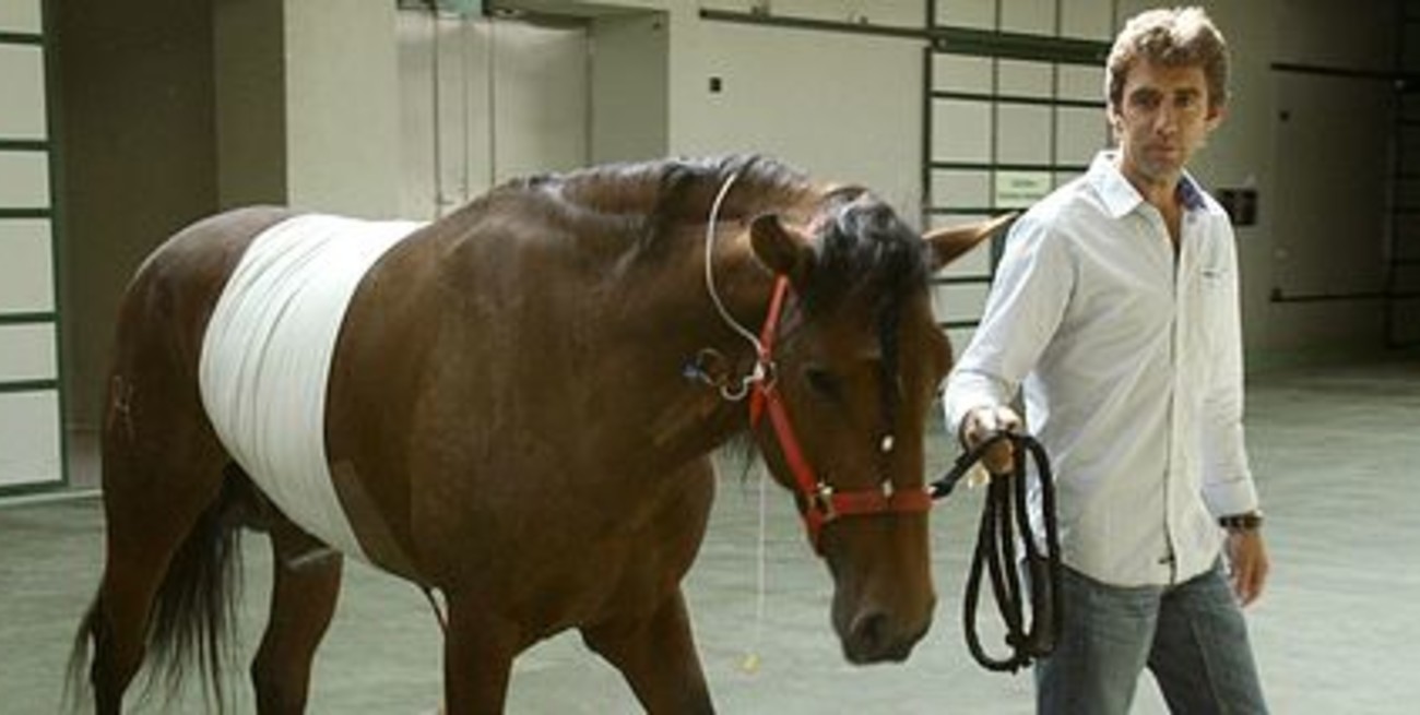 Un caballo se repone luego de ser herido por los cuernos de un toro