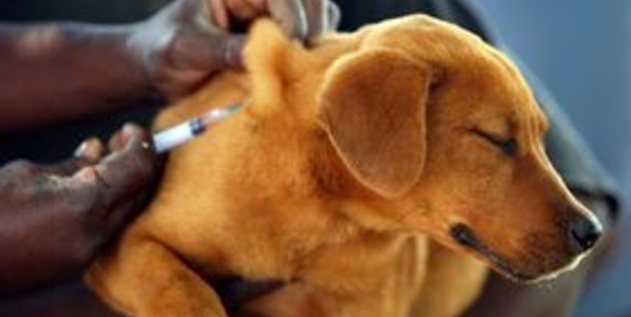 Aseguran que en Santa Fe no hay casos de rabia en humanos