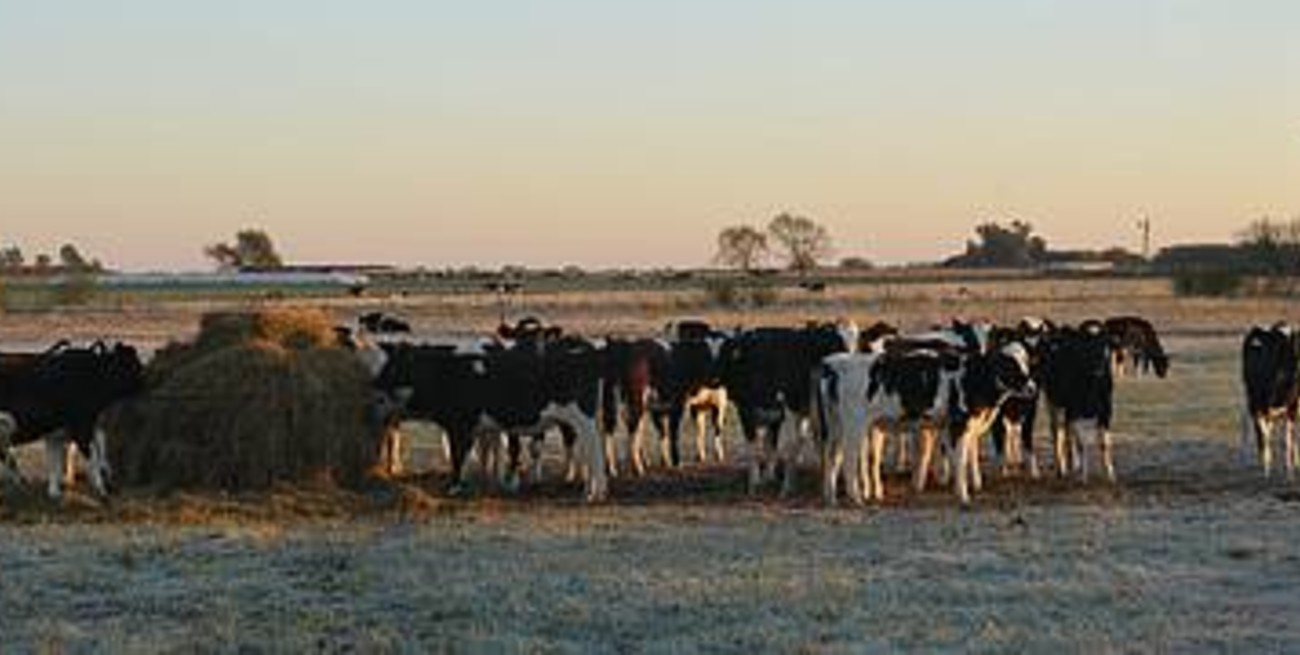 Menos vacas, menos productores y menos tambos