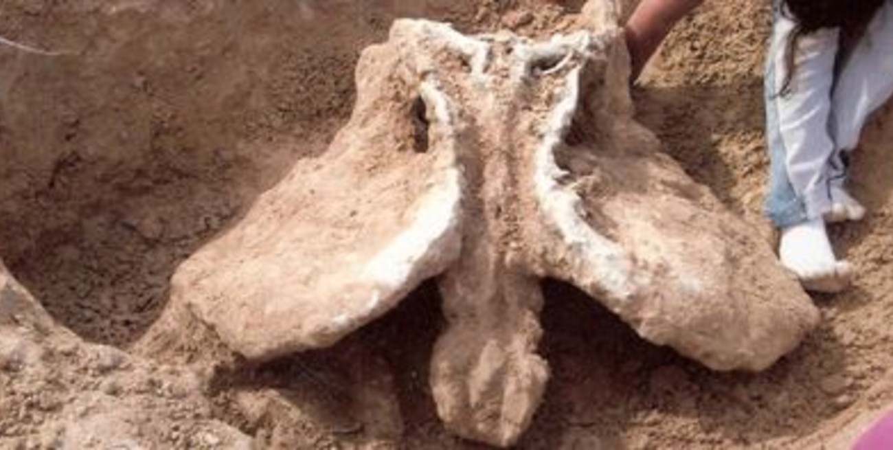 En San Fabián estudian restos fósiles de un megaterio gigante