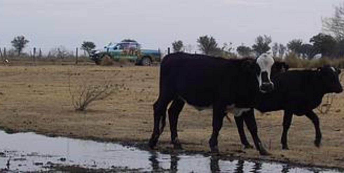 Aseguran que la actividad ganadera "agoniza en el norte santafesino"