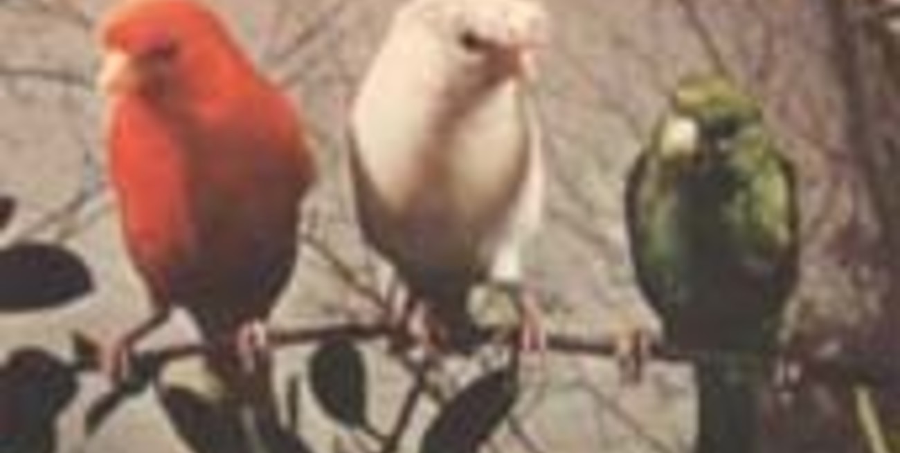 Campeonato de canarios en San Jerónimo