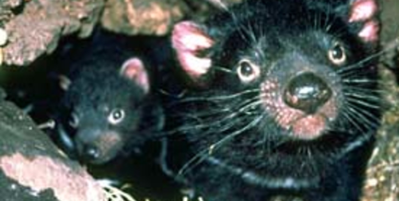 La Warner recupera a los 'Looney Tunes' para salvar al 'Demonio de Tasmania'