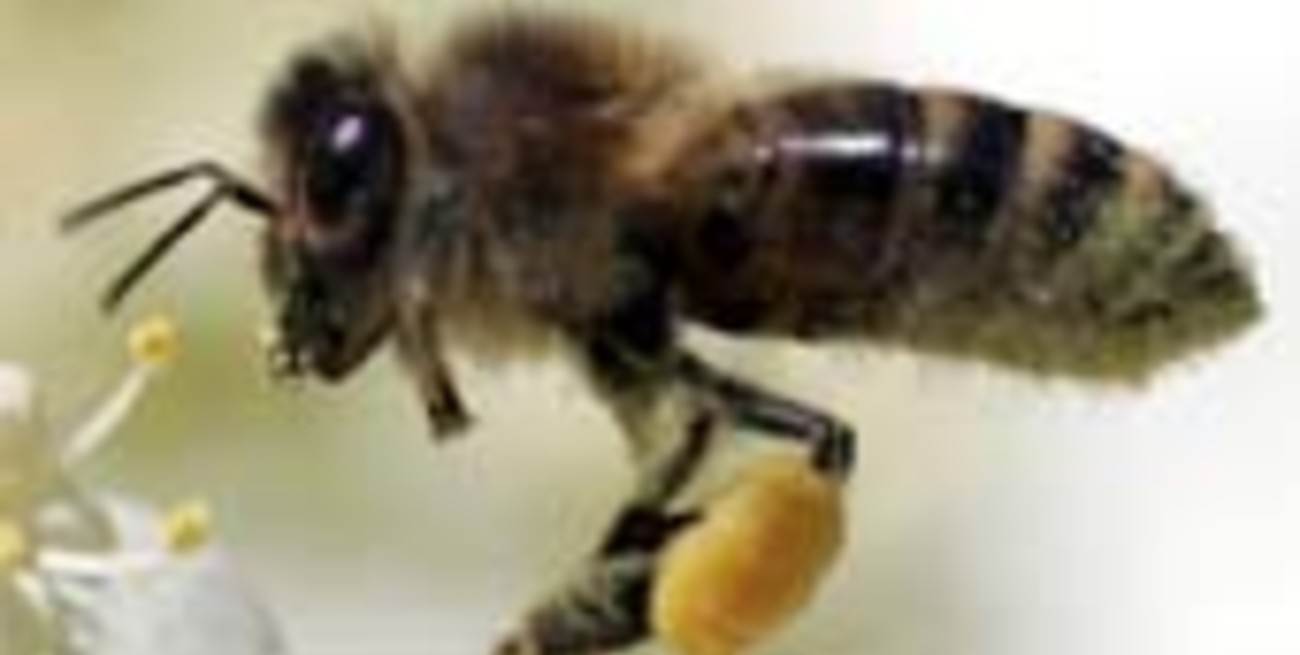 La abeja reina lava el cerebro de las obreras para dominarlas