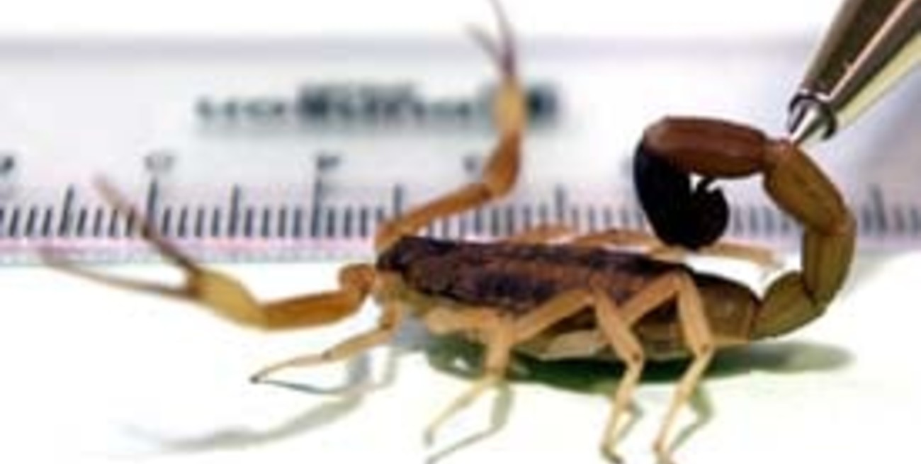 Las fumigaciones contra alacranes deben ser realizadas por expertos