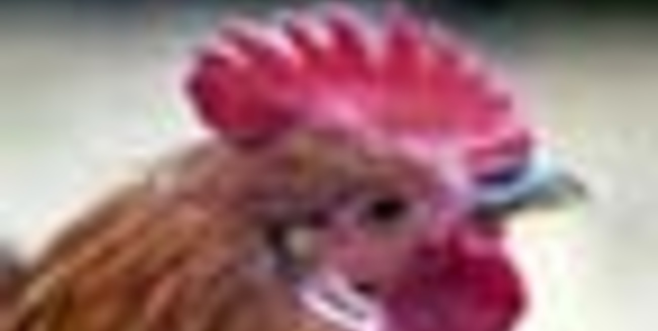 Una gallina hermafrodita puso un huevo