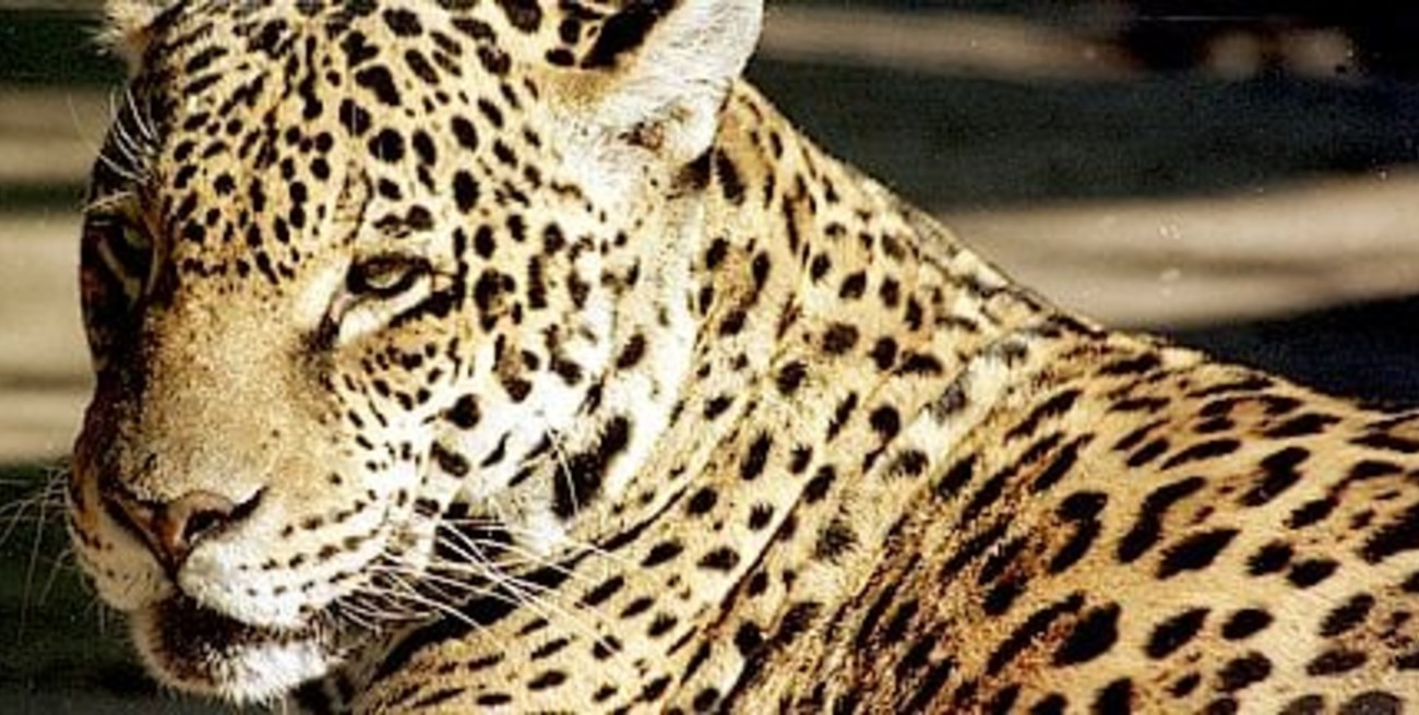 Un yaguareté mató a un anciano en un paseo turístico de Misiones