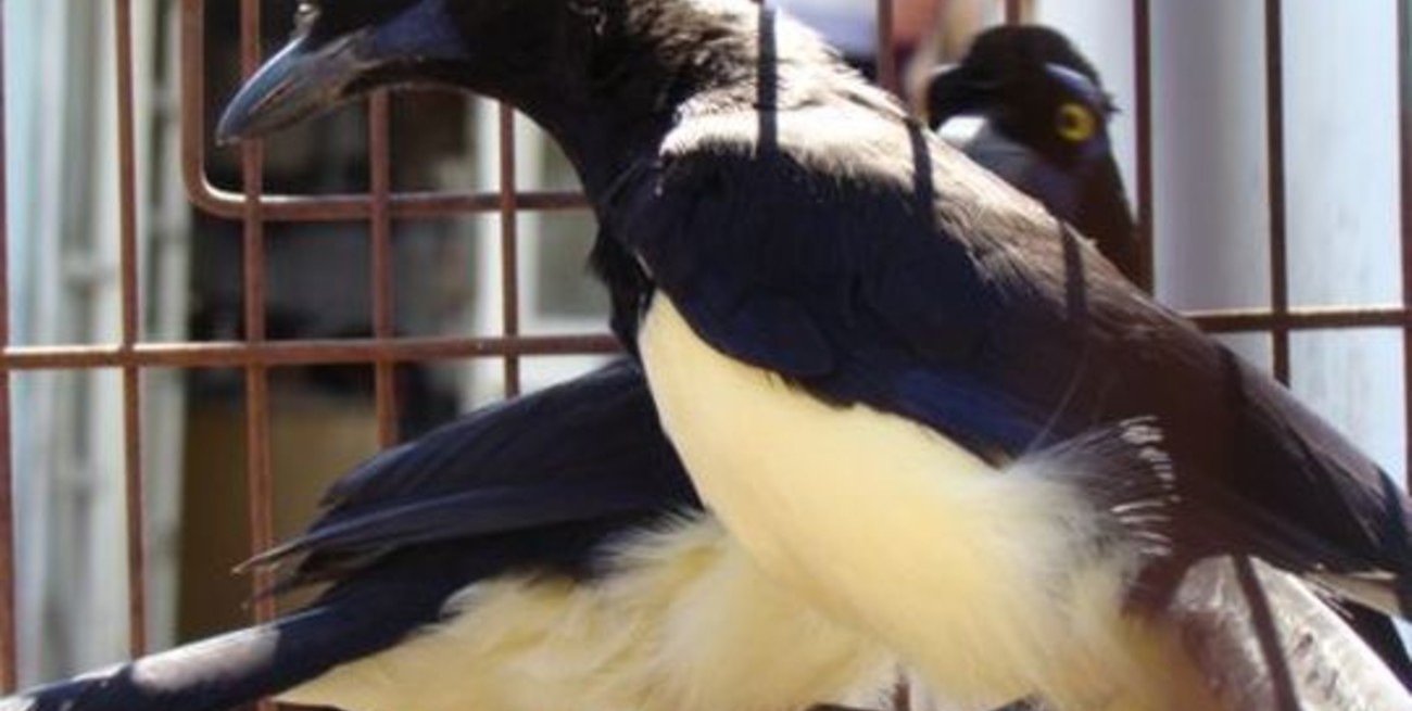 Guardafaunas, Gendarmería y Policía secuestraron animales en cautiverio