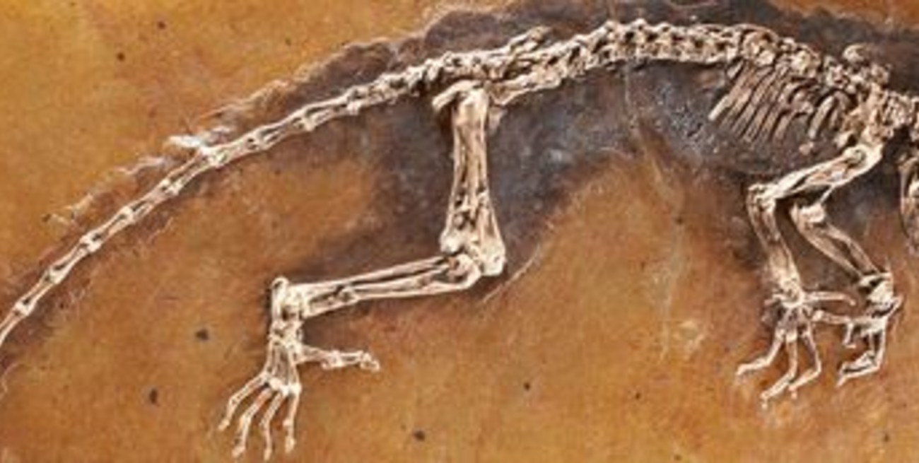 Presentan un fósil de primate de 47 millones de años