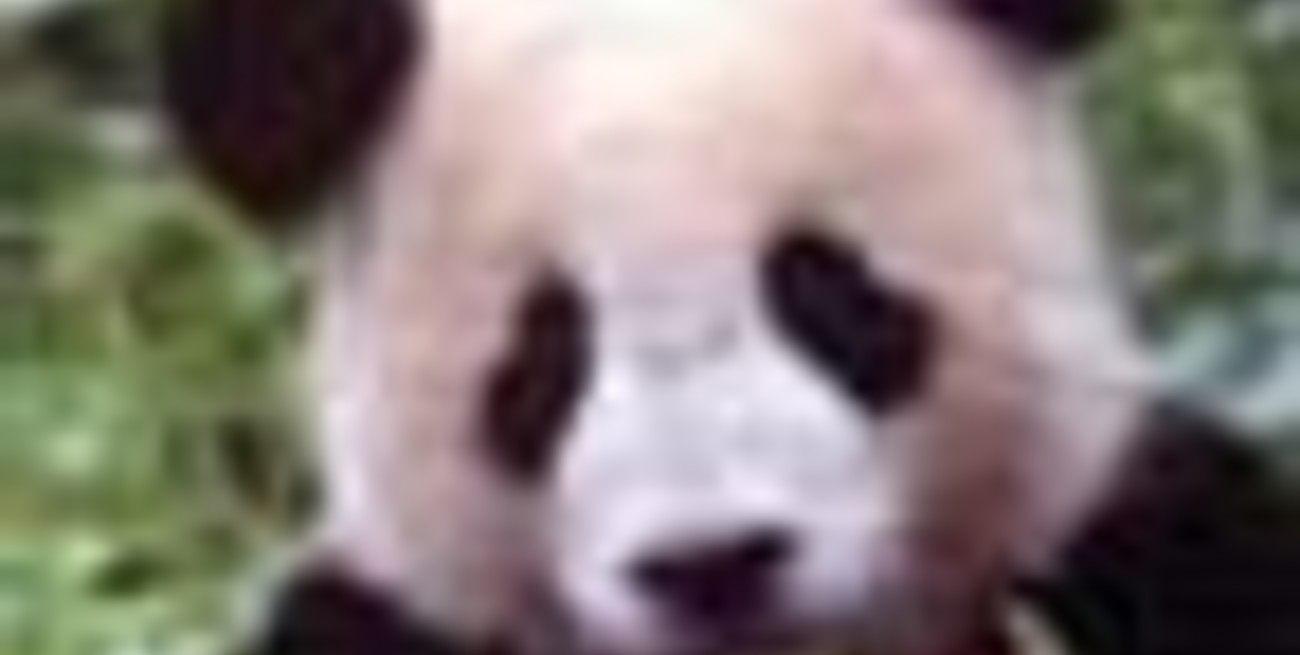 Harán papel con los excrementos del oso panda gigante