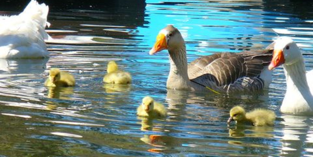 Nacieron gansos en el Parque Garay