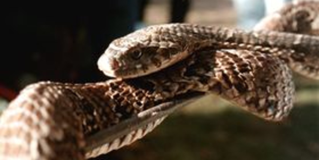 Encontraron una yarará en la Costanera Este