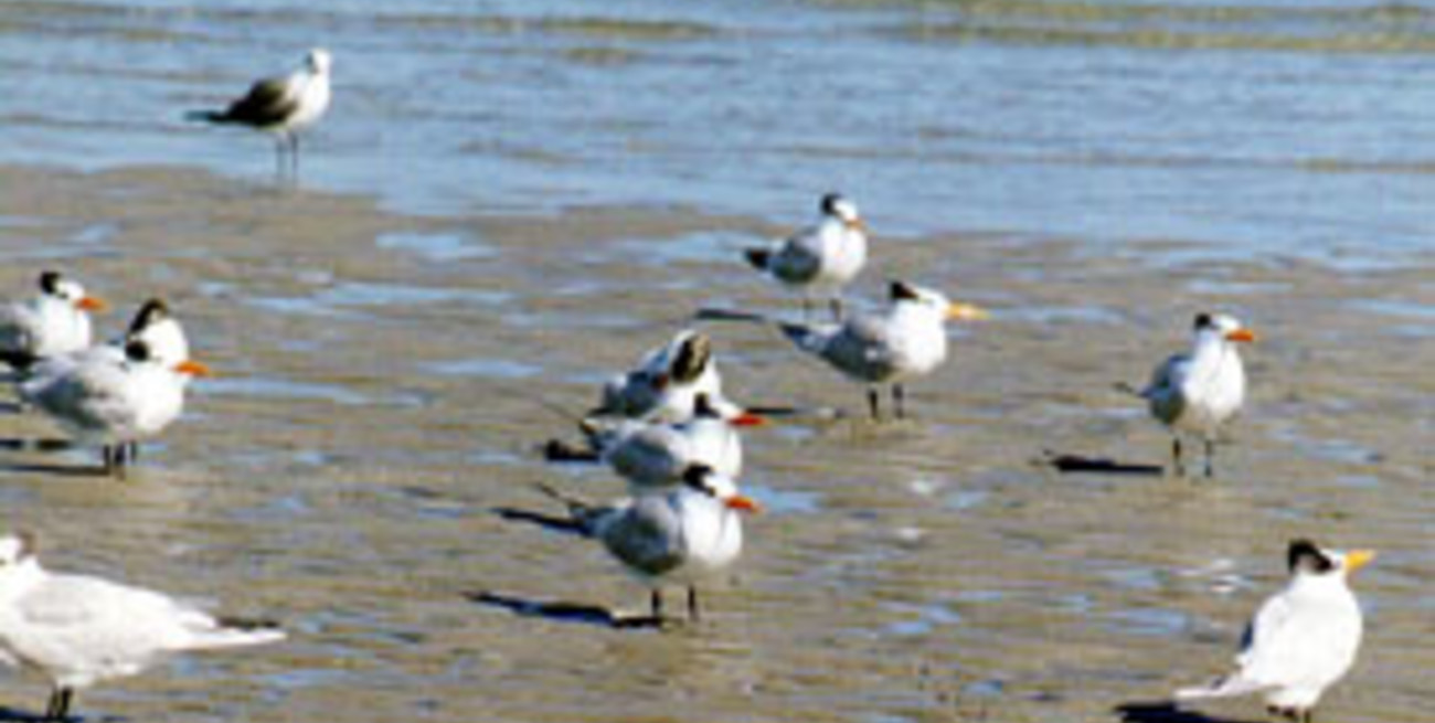 Conozca las aves que viajan 15.000 kilómetros para veranear en Argentina