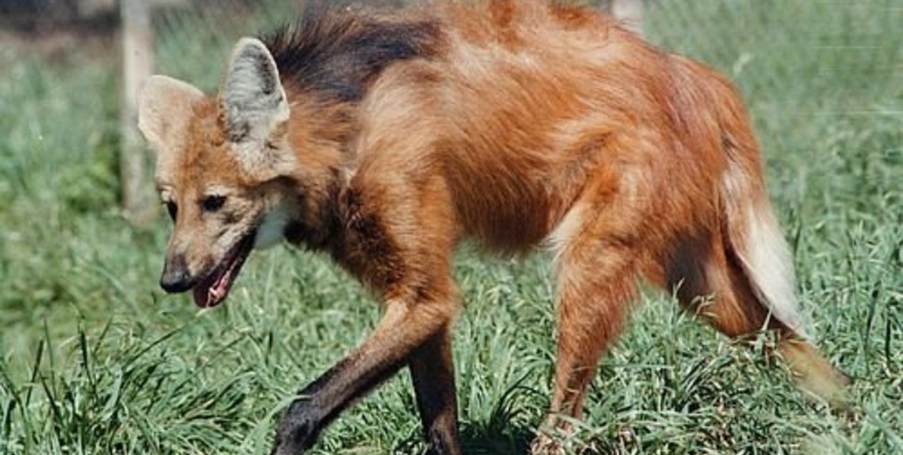 Un aguará guazú deambulaba por Guadalupe Oeste