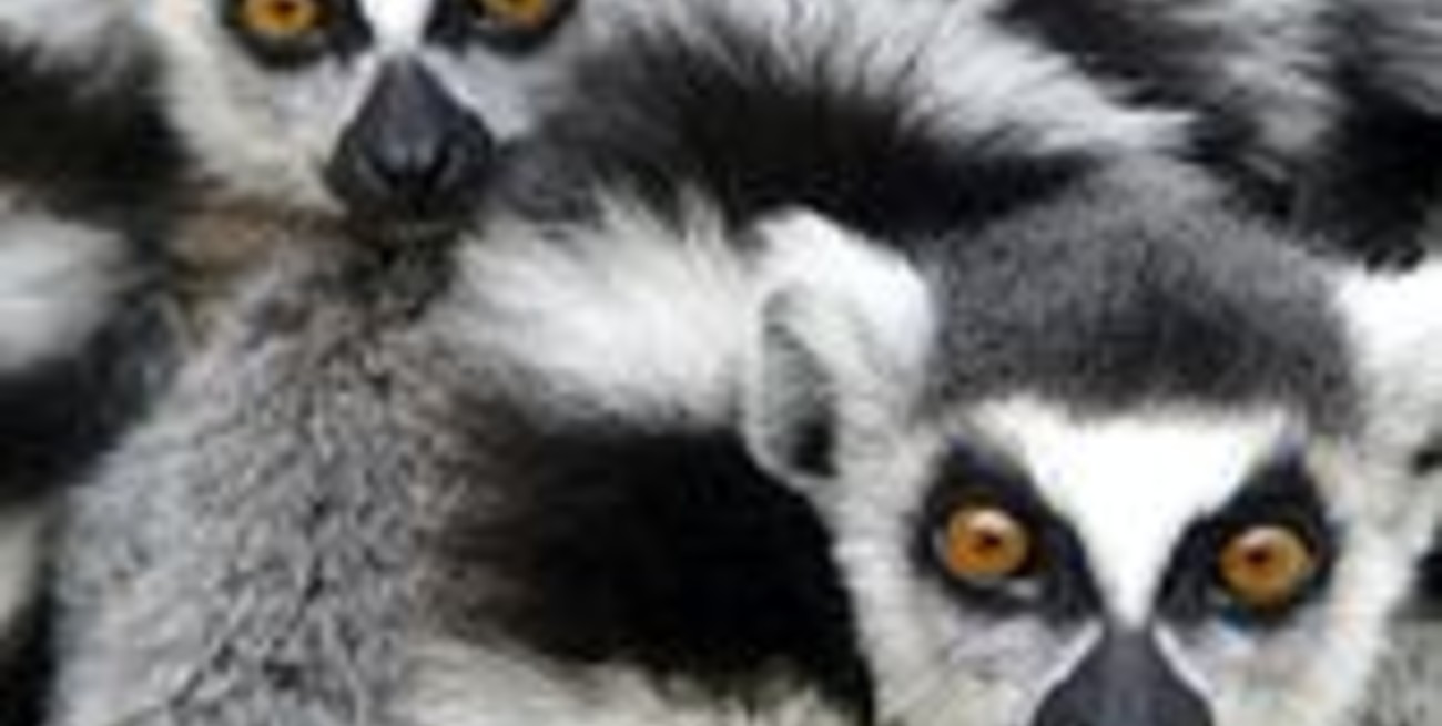 Genoma de lemur puede ayudar a combatir el sida