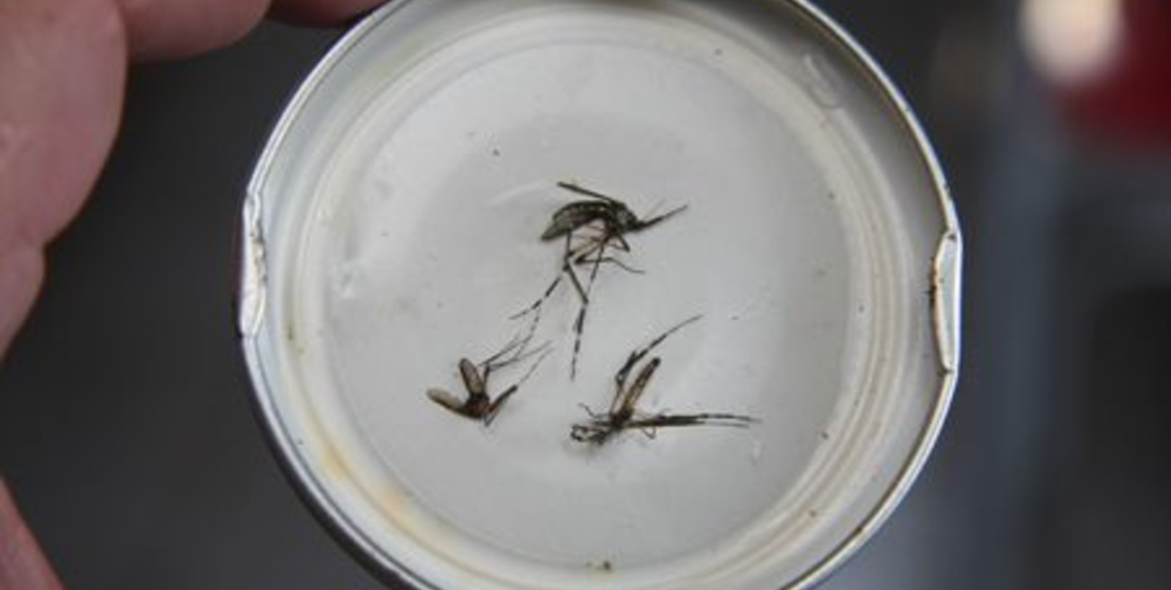 Guadalupe Oeste pide fumigación