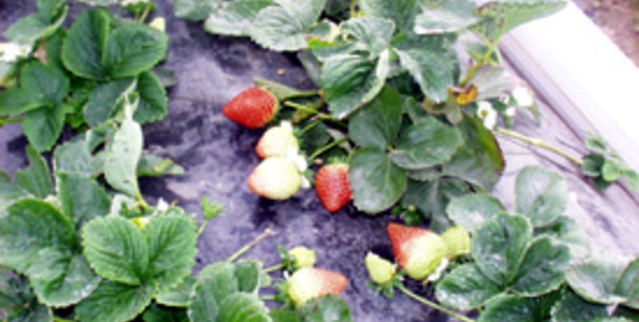 Un mal año para la frutilla