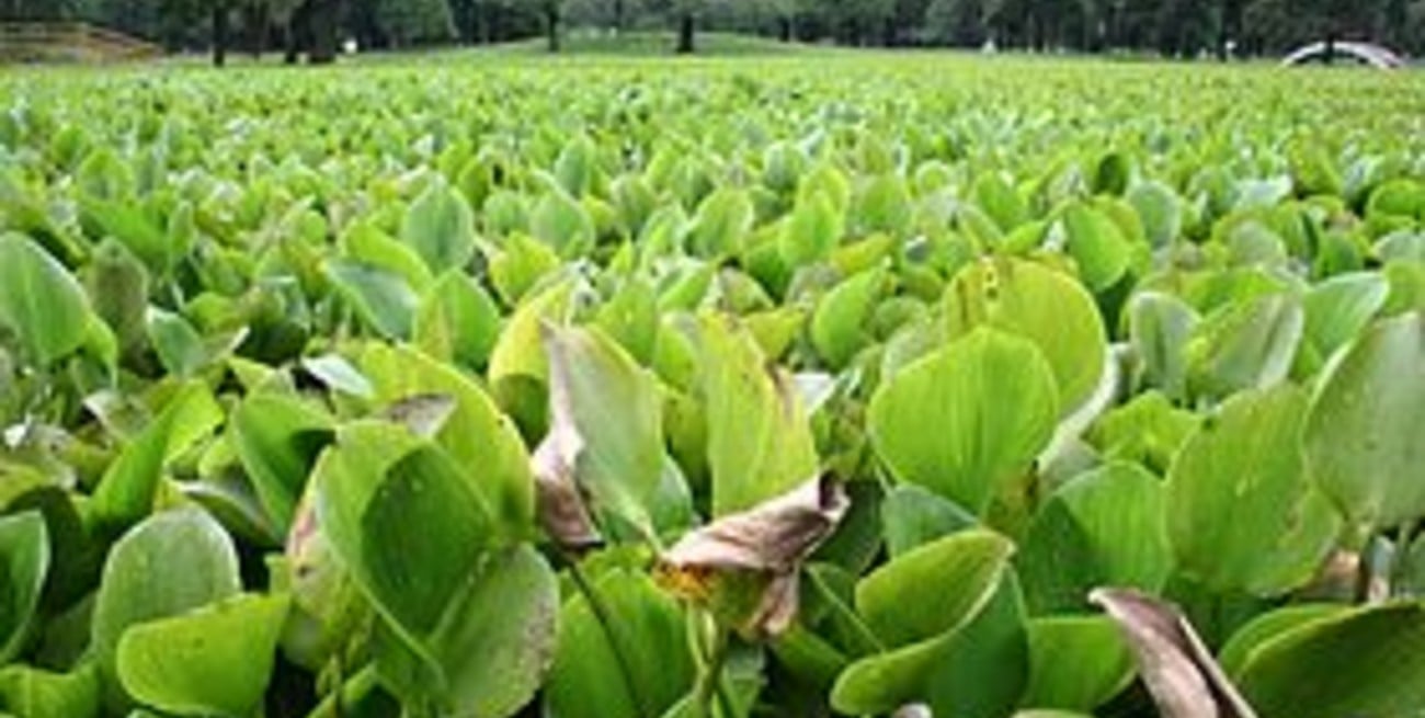 El Parque Garay, tierra de nadie