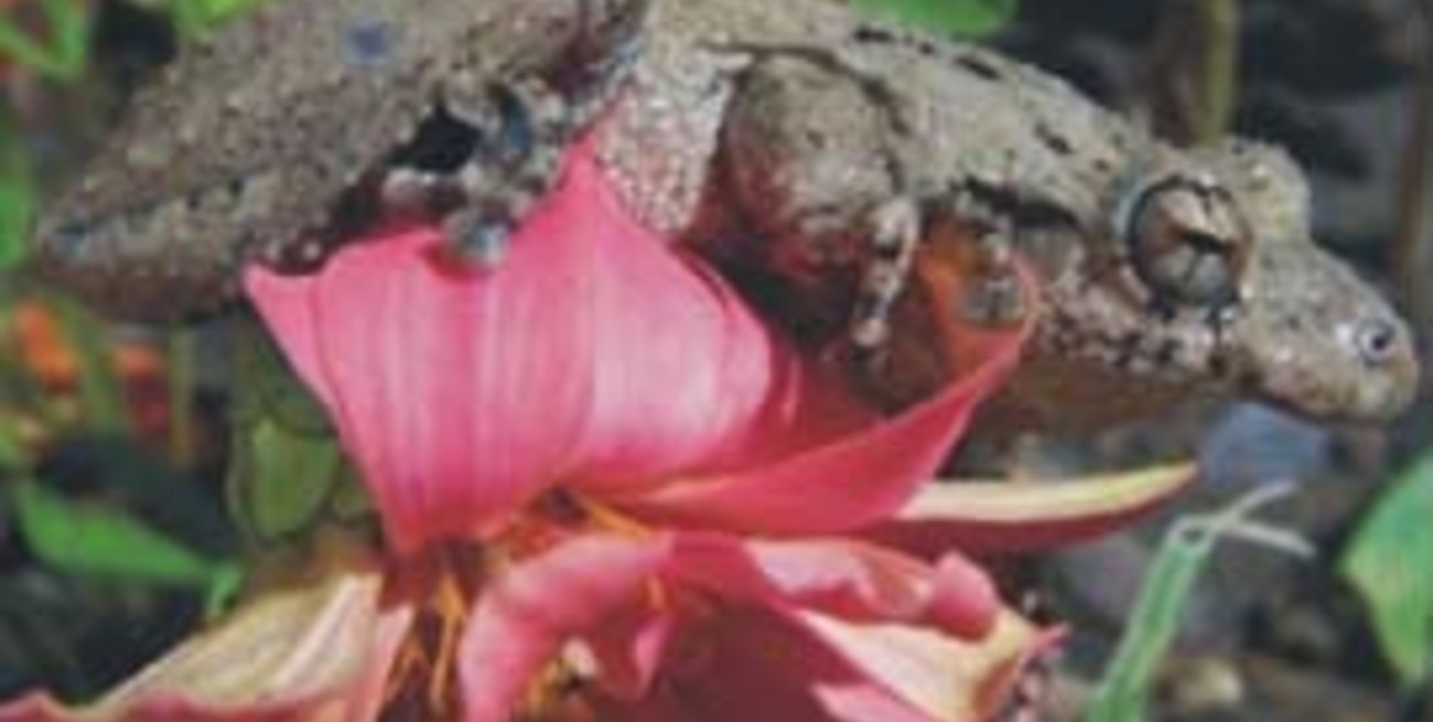 Estudian las propiedades medicinales de las pieles de sapos y ranas