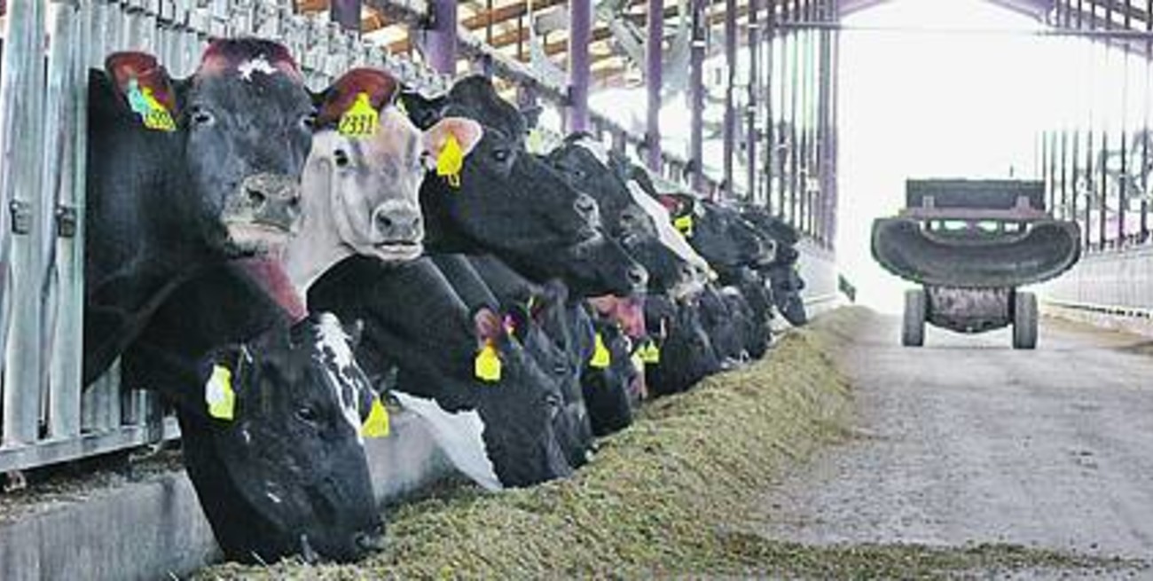 La lechería más intensiva