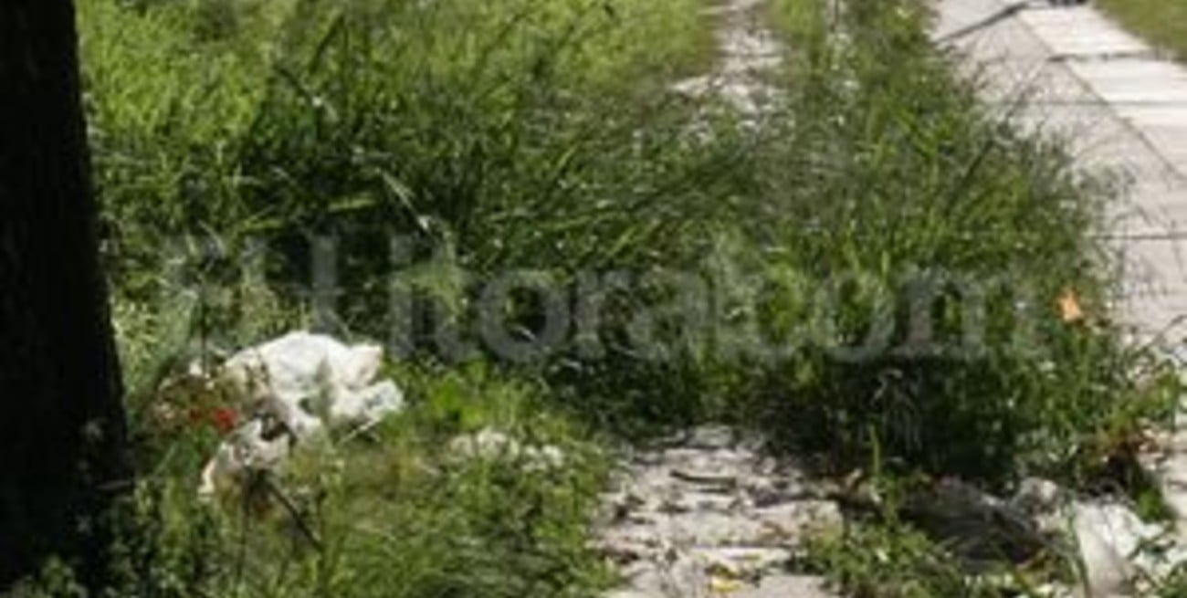 Habrá un fuerte aumento de las multas por malezas en terrenos baldíos