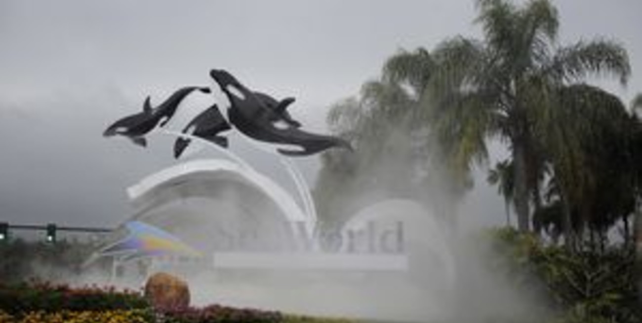 Una entrenadora de ballenas murió al ser atacada por una orca