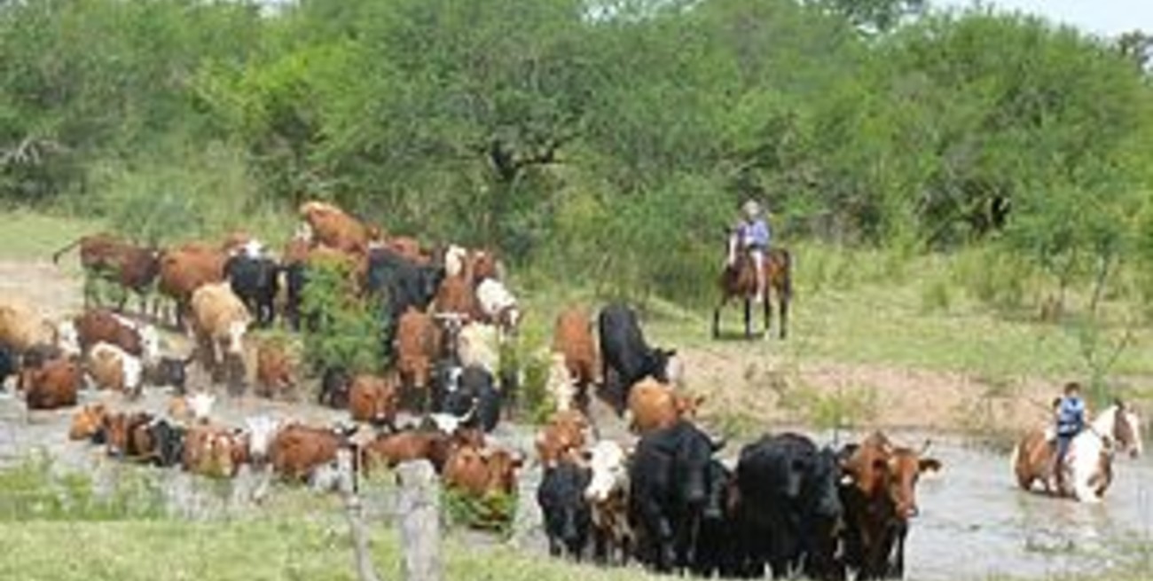 Sin lugar para las vacas