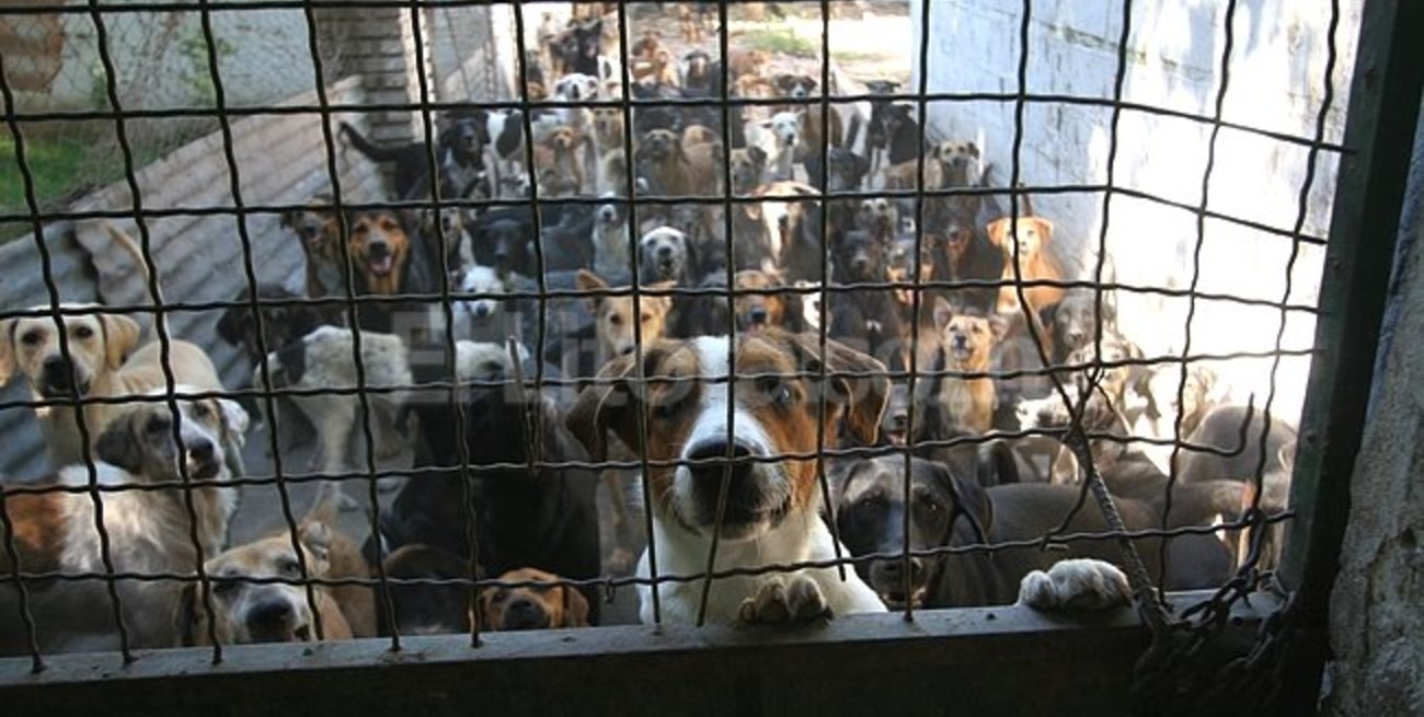El refugio de la Protectora no da más