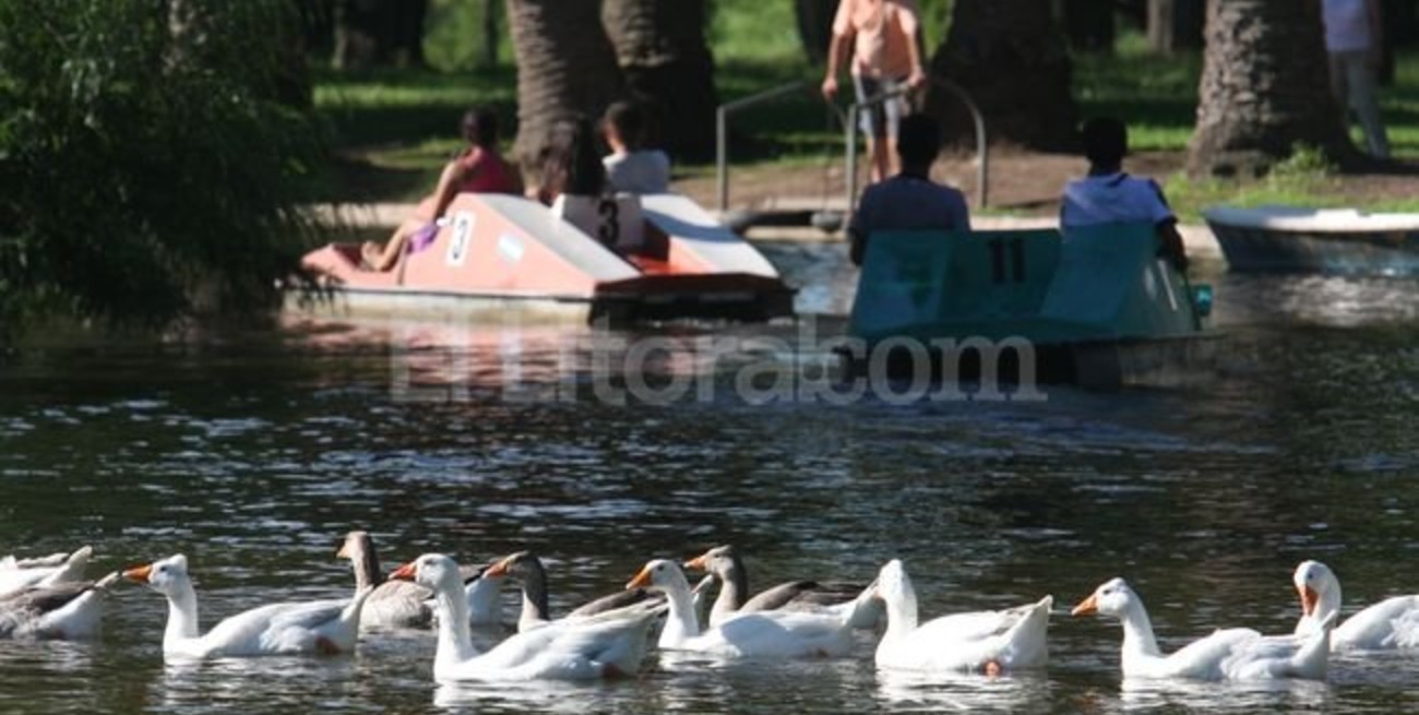 Adiós a los gansos en el Parque Garay