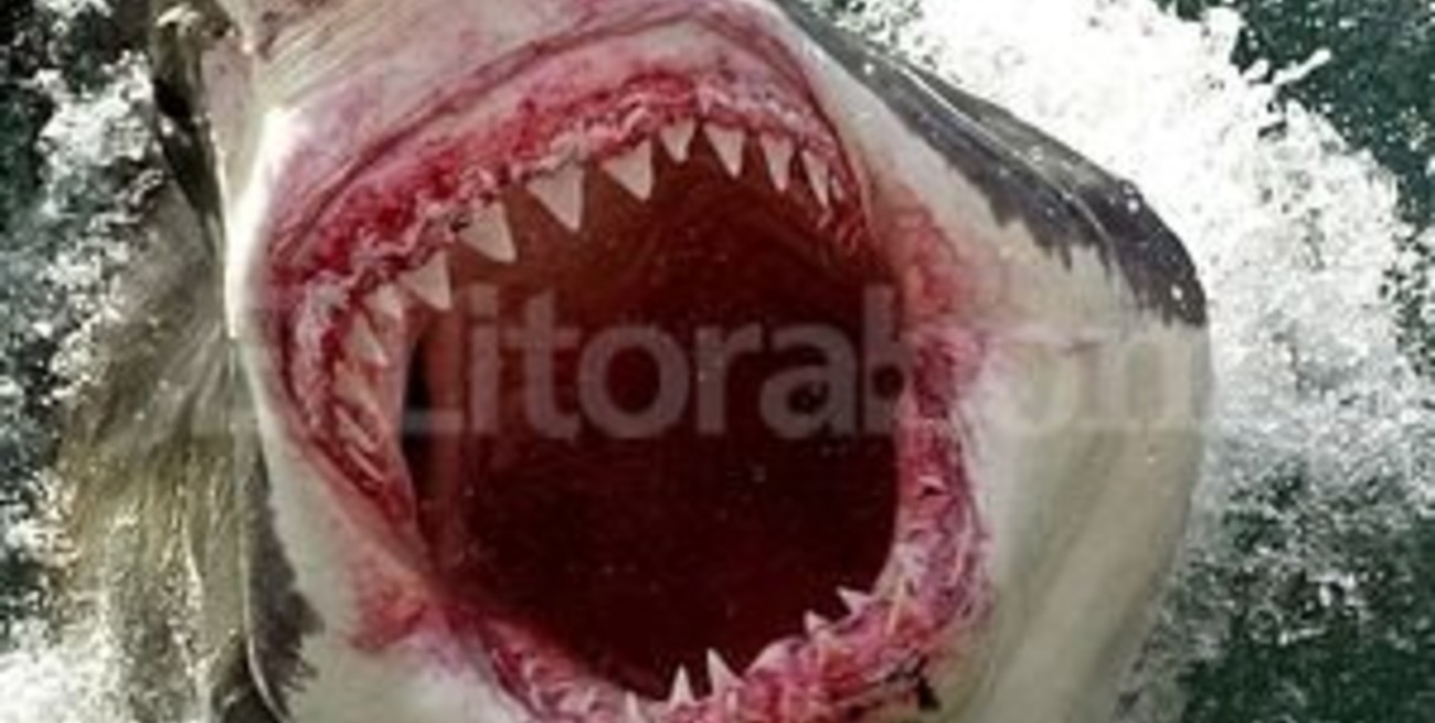 Aumentan los ataques de tiburones blancos contra personas en Australia