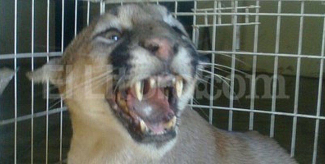 Encuentran un puma suelto en San Justo