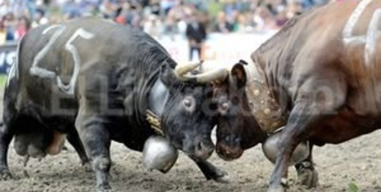 Pelea de vacas alpinas en Ginebra