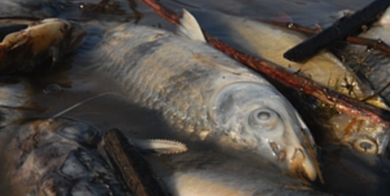 Gran mortandad de peces en la costa de la laguna Setúbal
