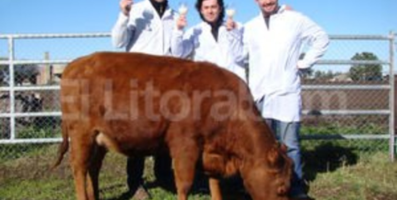 La vaca Rosita Isa produce leche maternizada